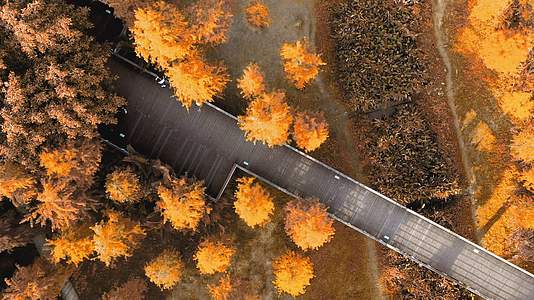落叶衫秋季银杏航拍风景视频的预览图