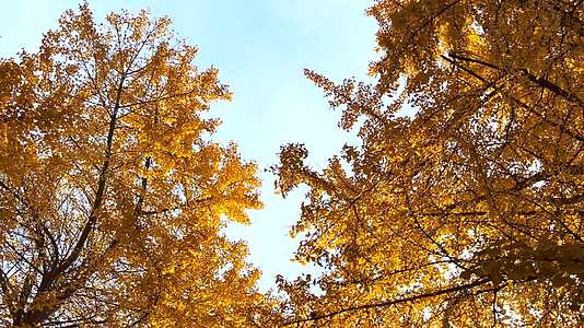 四川成都初冬时节的银杏树视频的预览图