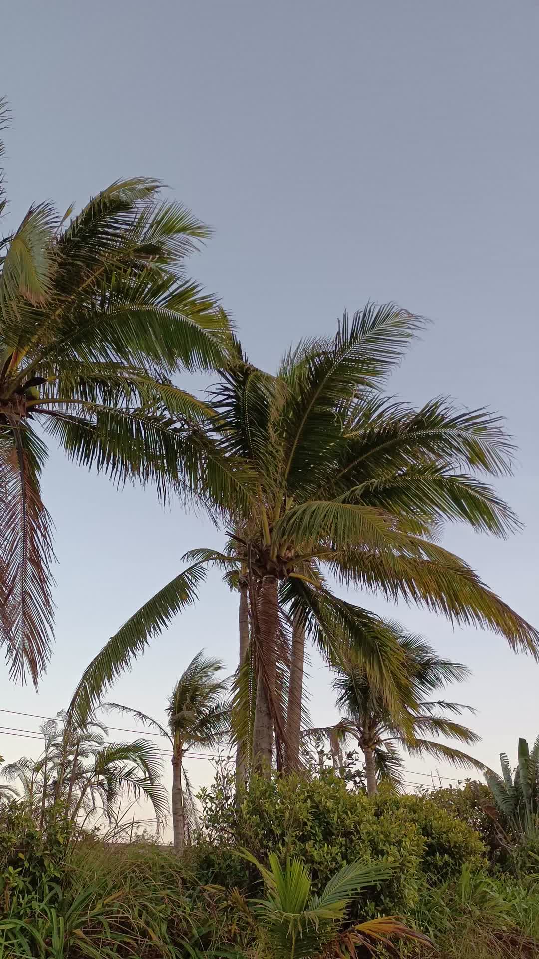 海南椰子树视频的预览图