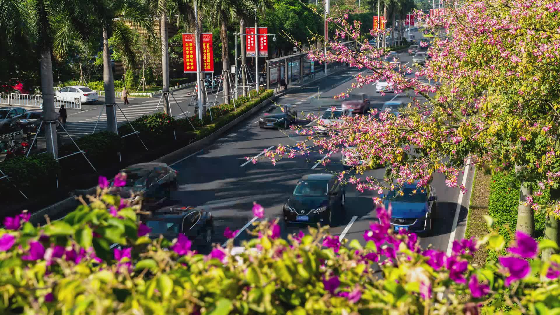 实拍南宁民族大道穿越花丛中汽车视频的预览图