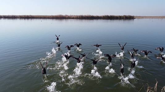 东平湖的水鸭子视频的预览图