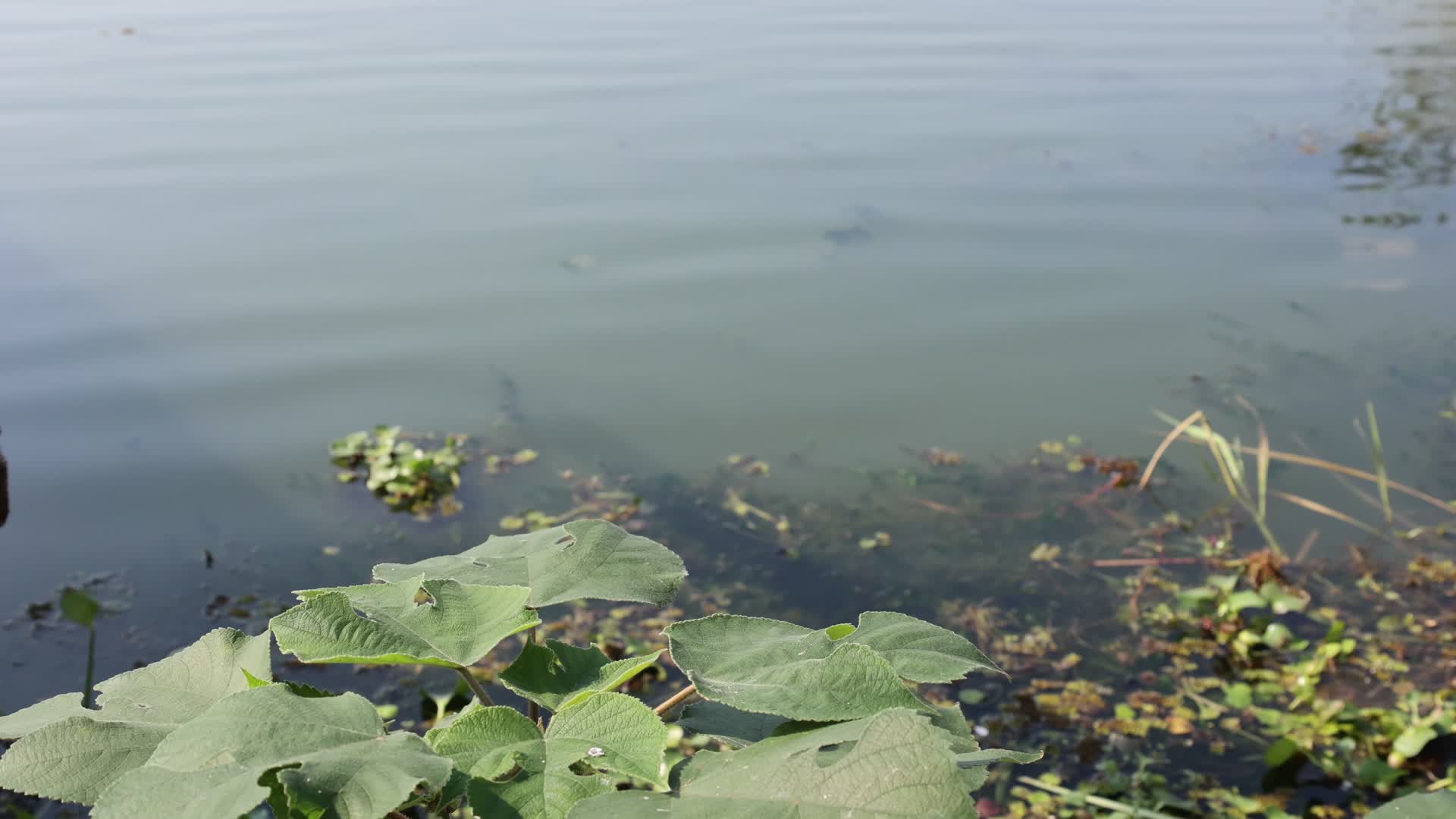 实景拍摄阳澄湖荷叶湖水视频的预览图