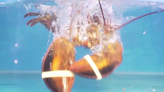 水产海鲜龙虾青龙虾澳洲龙虾视频的预览图