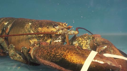 水产海鲜龙虾澳洲龙虾视频的预览图