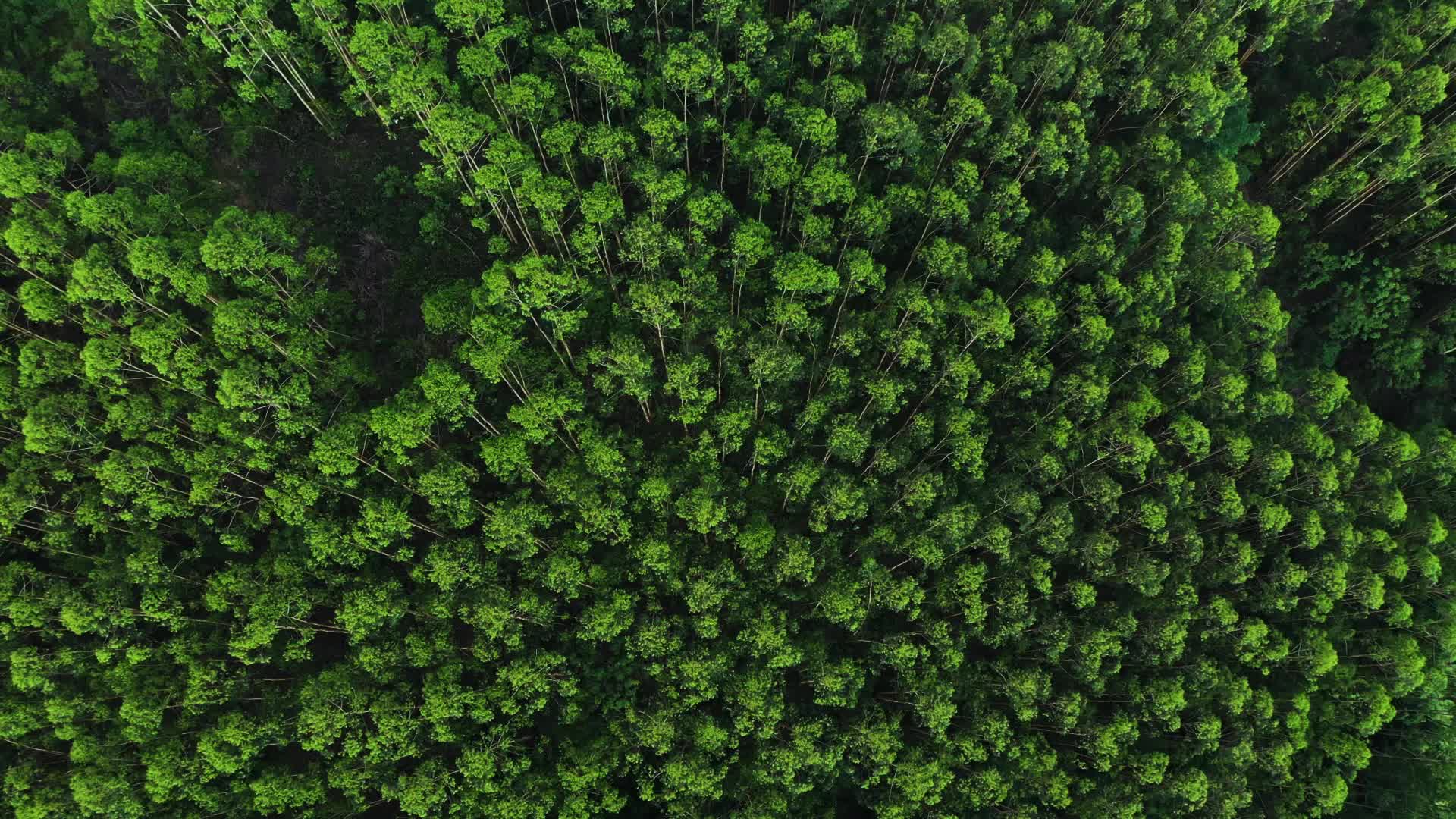 森林树木树大自然原生态视频的预览图