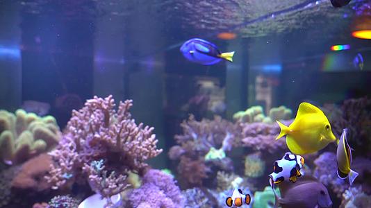 珊瑚鱼缸水族馆海洋餐厅视频的预览图