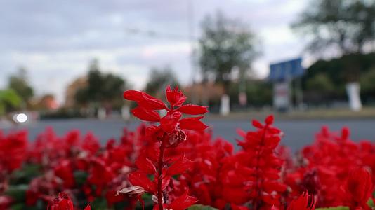 实拍夕阳公路旁红色花朵视频的预览图