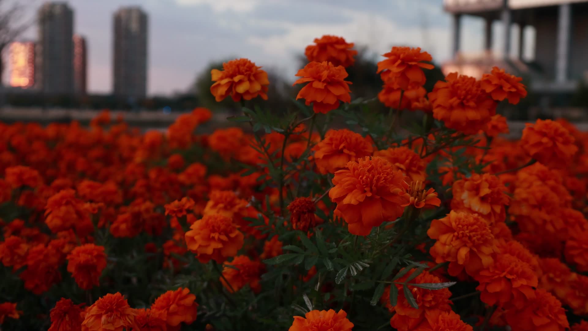 实拍夕阳下红色花朵视频的预览图