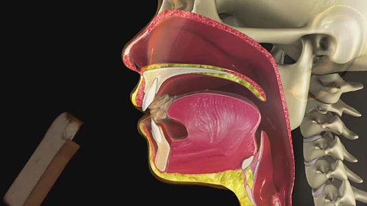 3D动画人体口腔咀嚼消化功能医疗视频视频的预览图