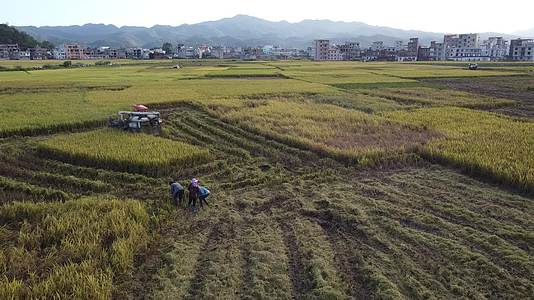 跨区收割水稻视频的预览图