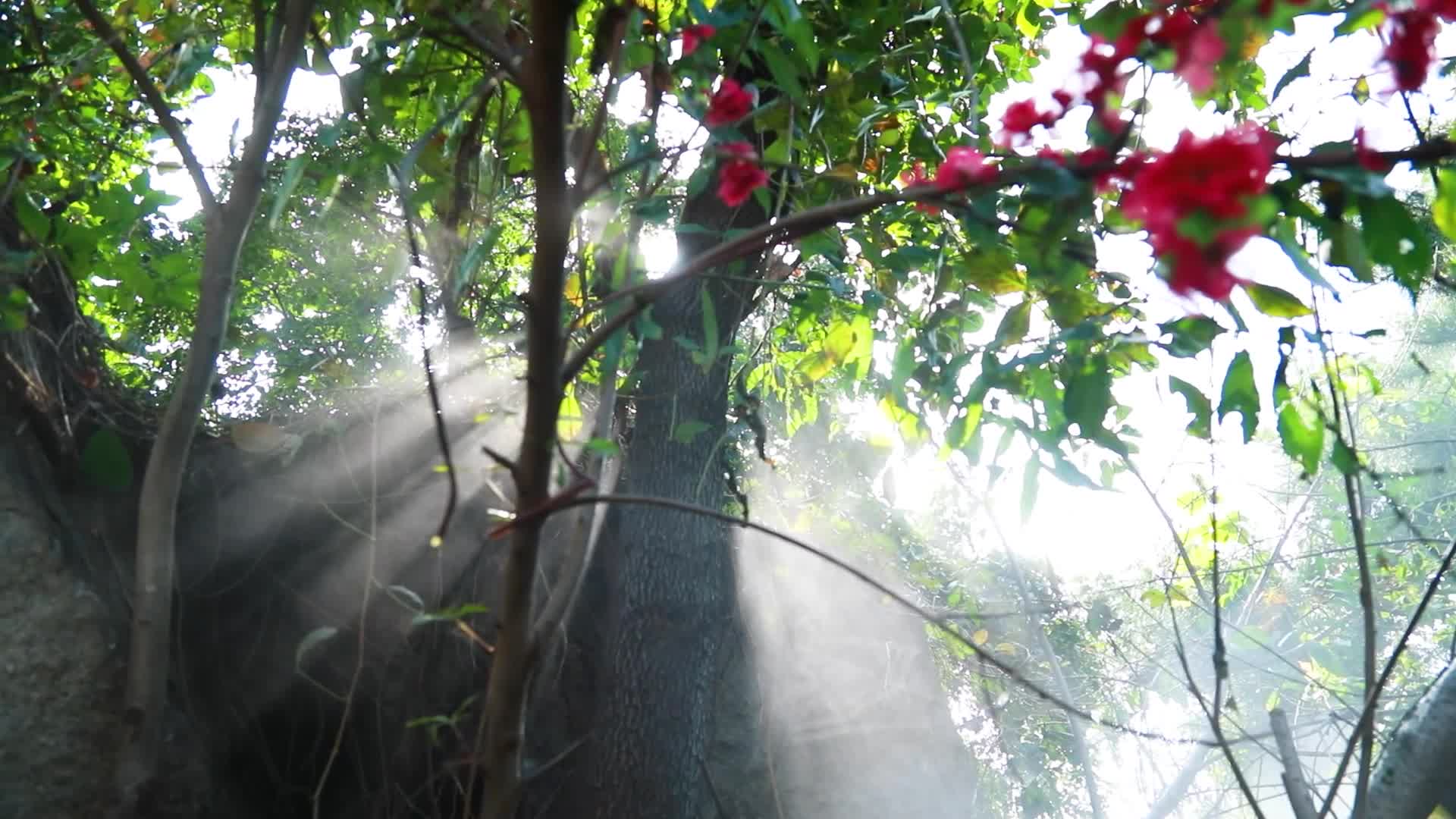 阳光透过树的缝隙视频的预览图