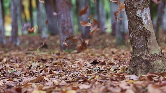 秋天树林中被风吹落的树叶升格视频的预览图
