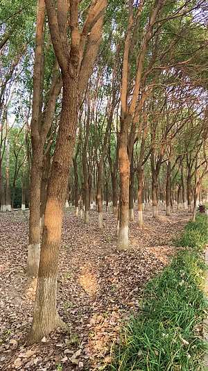 上海郊野公园春天绿色的树林视频的预览图