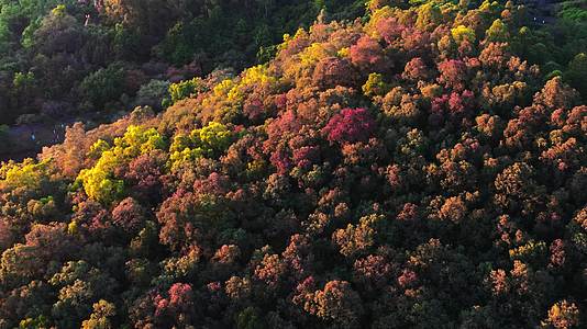 广州大夫山风景秋色航拍五颜六色广州景色大自然日出日落夕阳清晨逆光光线视频的预览图