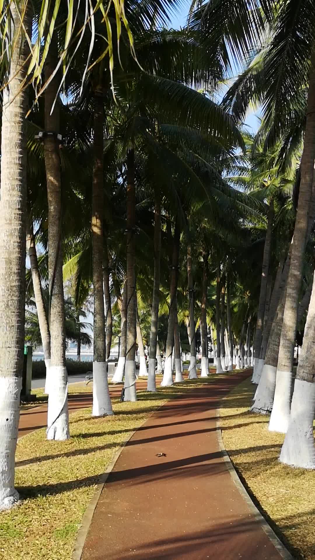 阳光海风中的椰树长廊视频的预览图
