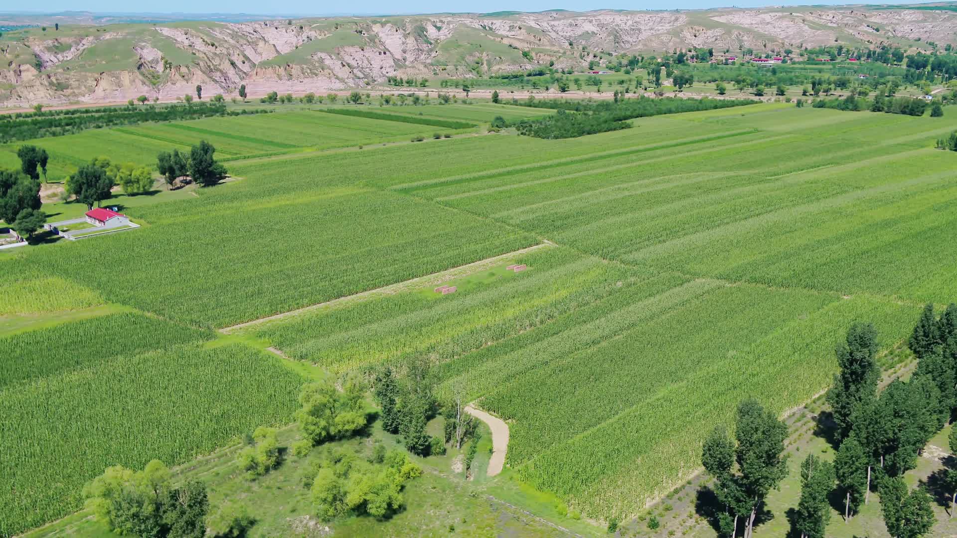 4k航拍内蒙古自治区村庄玉米地视频的预览图