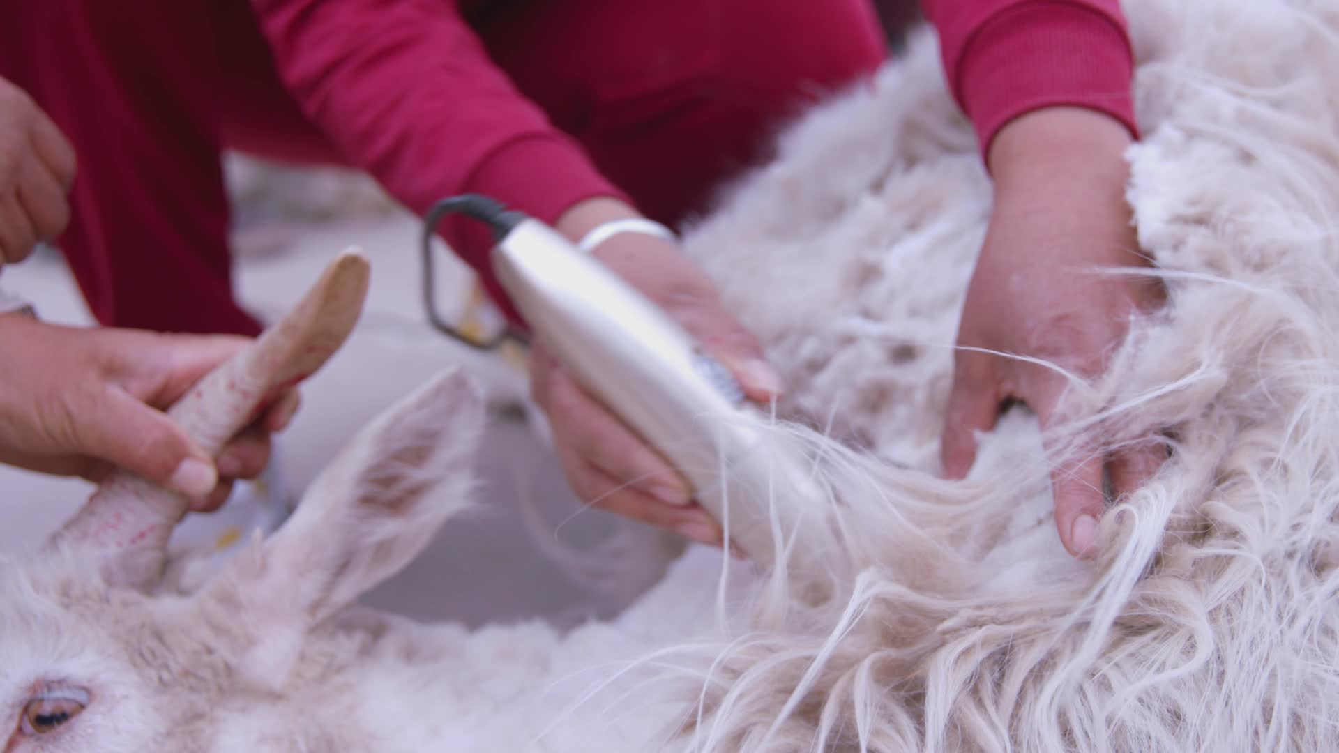 剪羊毛实拍视频视频的预览图