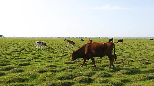 草原牛群吃草草原风貌视频的预览图