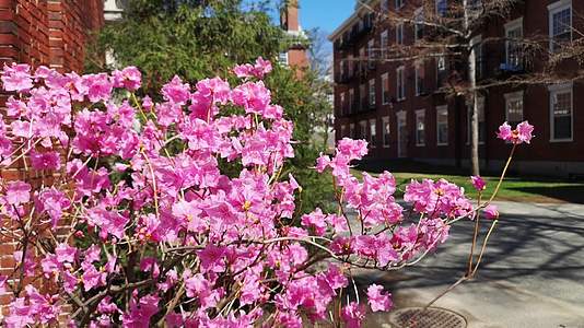实拍春天美国哈佛大学校园里的花卉视频的预览图