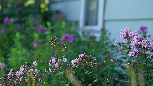 实拍春天私家花园窗户下的植物花卉视频的预览图