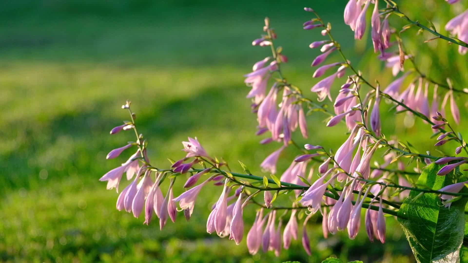 春天清晨阳光下花园里的带露珠摇曳的野花视频的预览图