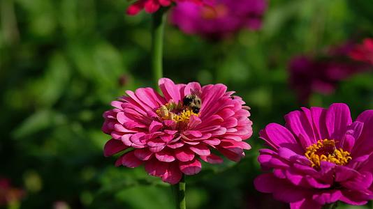 实拍春天私家花园的植物花卉及采蜜的蜜蜂视频的预览图