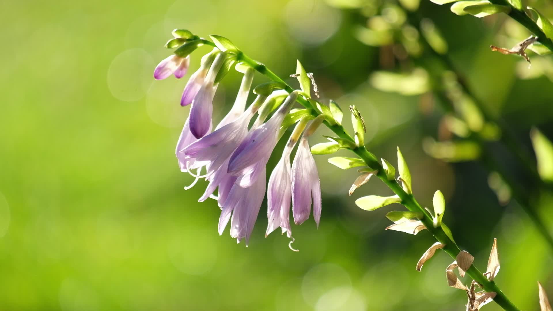 春天清晨阳光下花园里摇曳的花卉视频的预览图