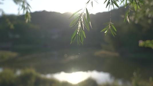 日落小湖视频的预览图