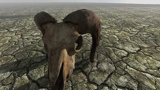 动物头骨环保干裂的大地土地ae模板视频的预览图