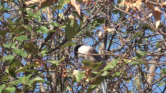 小鸟灰喜鹊在海棠果树上吞食野果海棠果视频的预览图