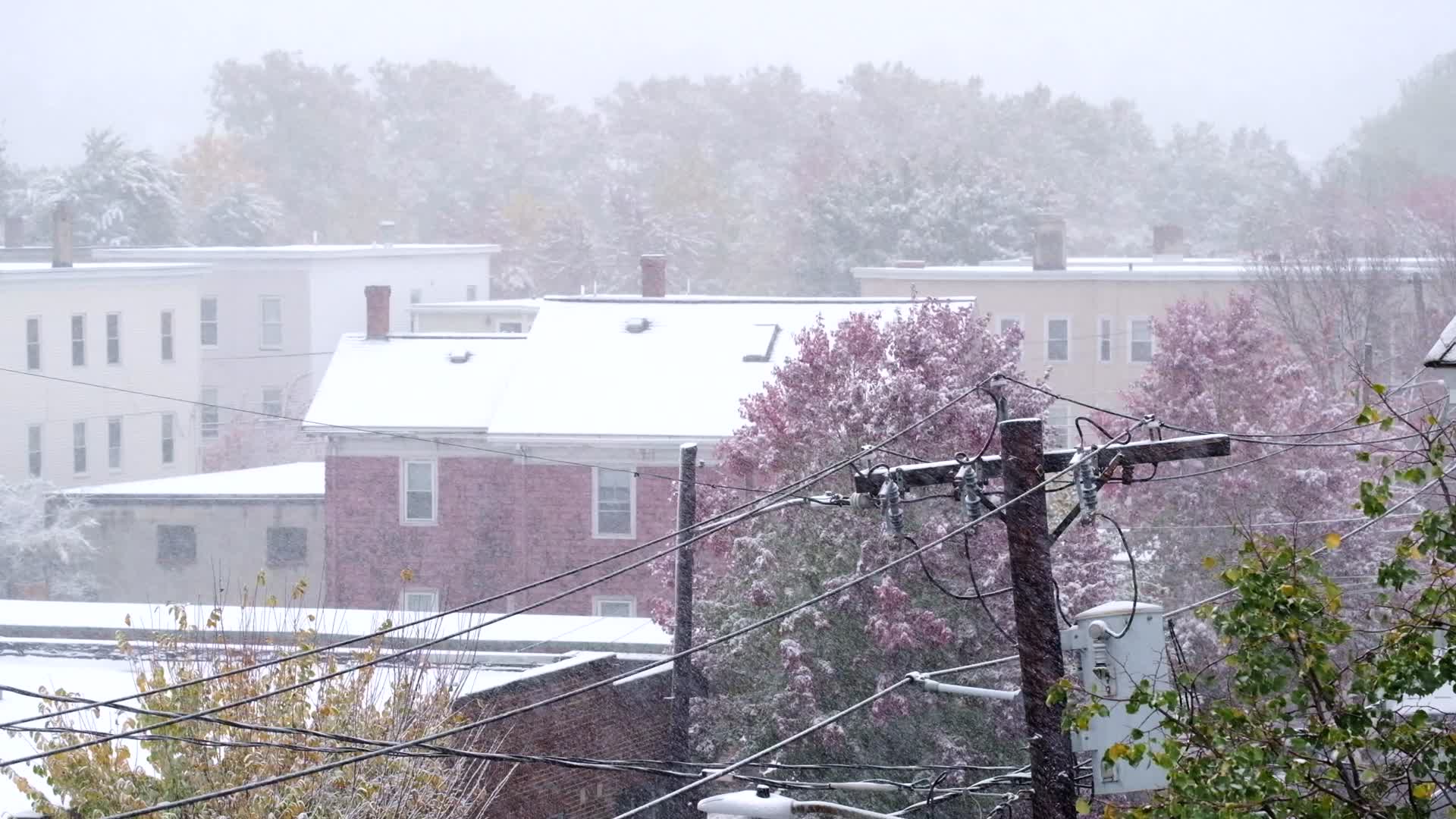 秋天降雪时雪花飞舞时景象视频的预览图