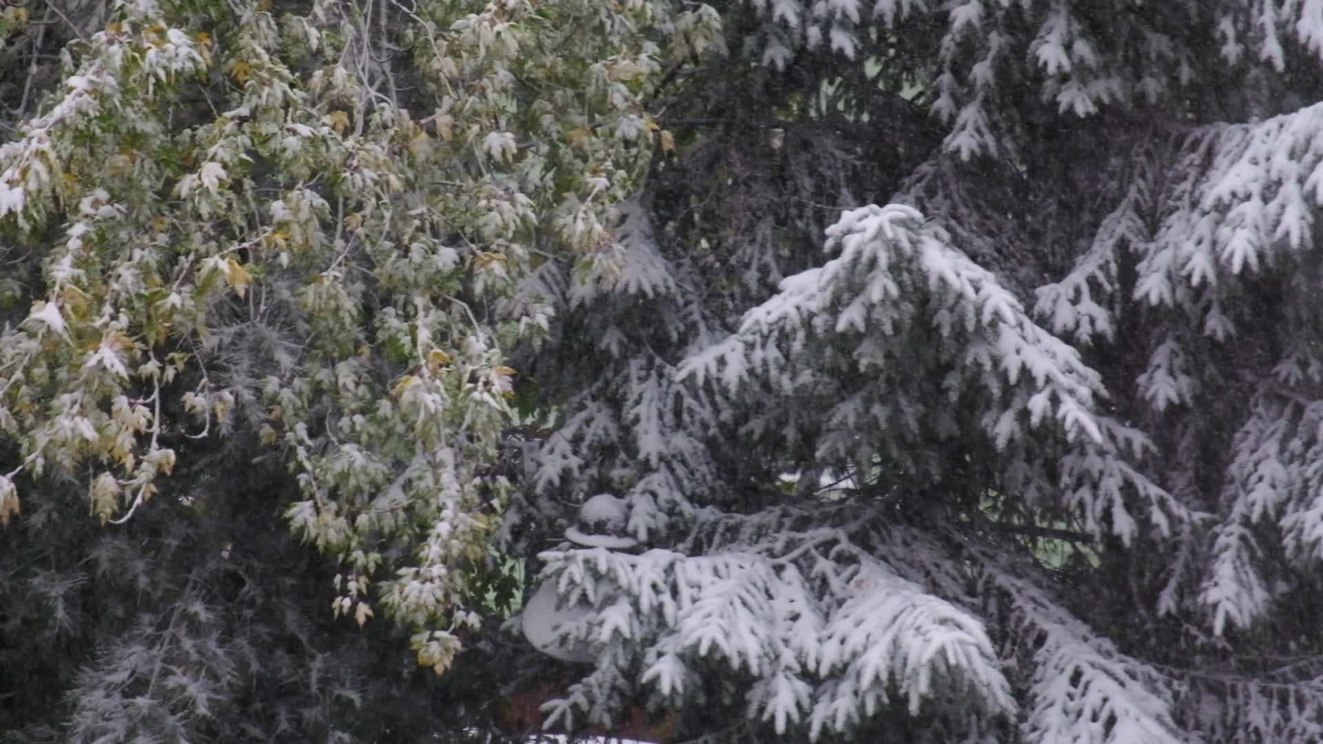 实拍大雪纷飞的雪景视频的预览图