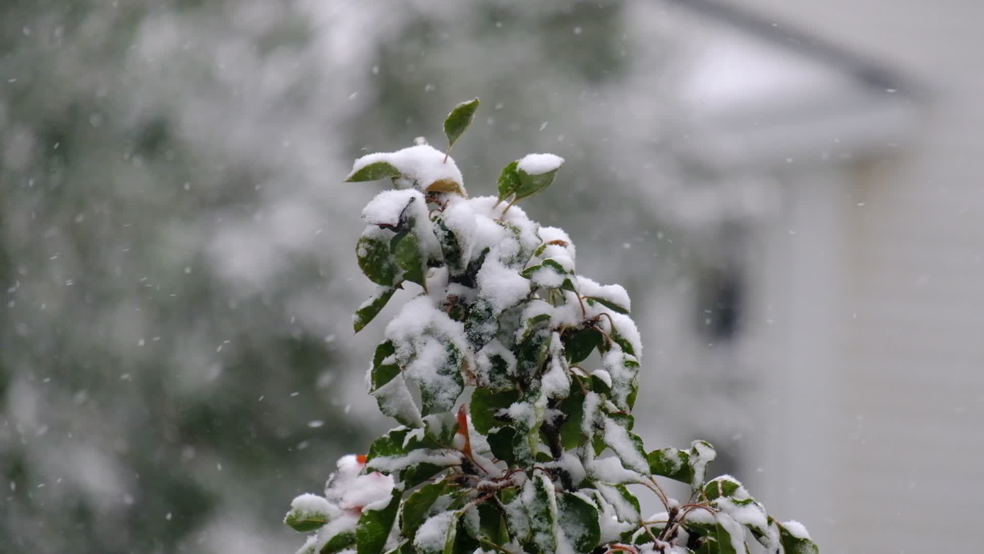 初冬降雪时大雪堆积在树叶上的雪景视频的预览图