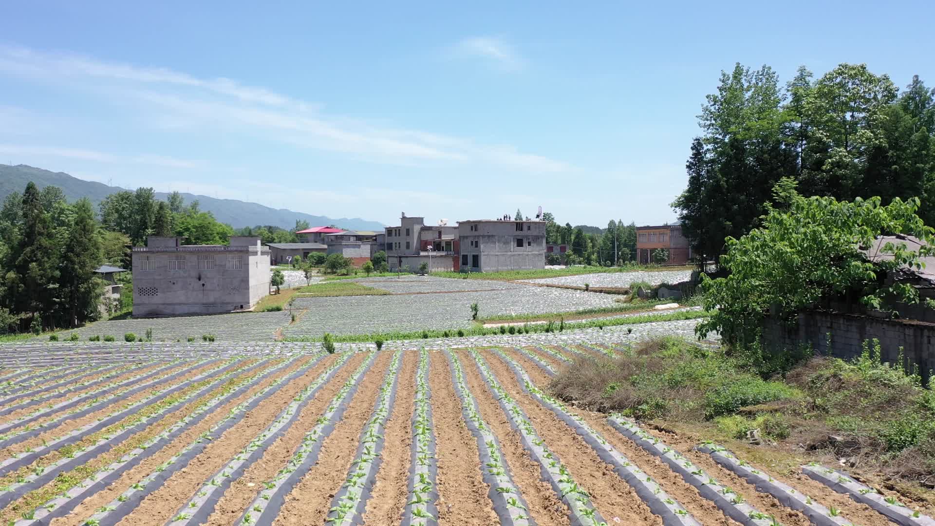 航拍高山蔬菜种植基地视频的预览图