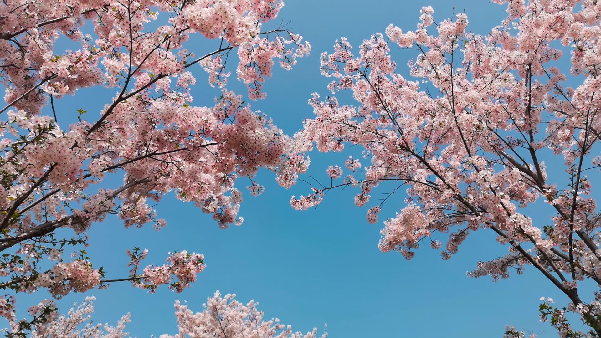 实拍春天在成都公园里的樱花树下漫步视频的预览图