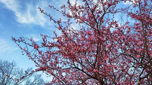 实拍春天在成都公园里的樱花树下漫步视频的预览图