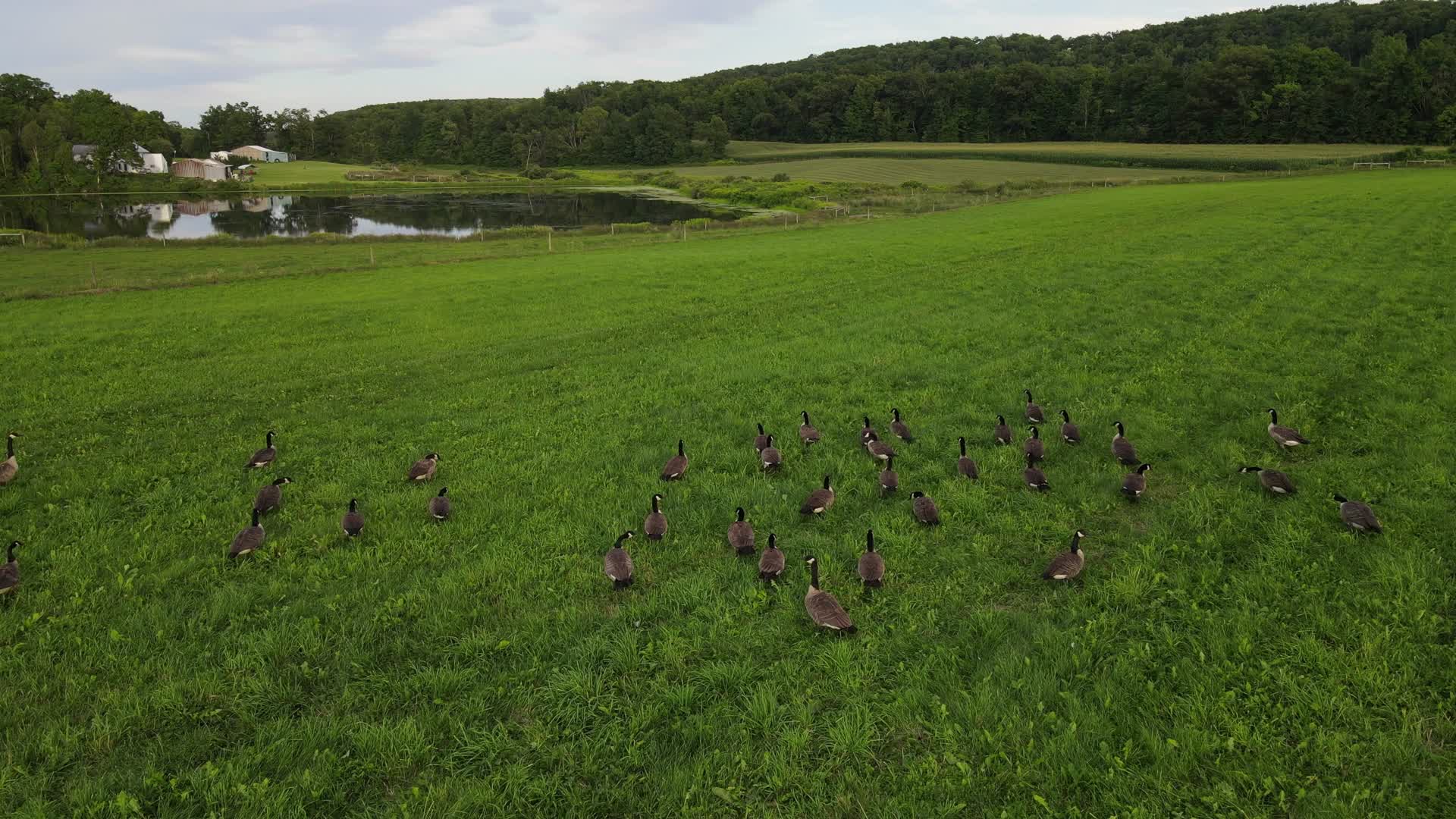 航拍在牧草里漫步的野生大雁视频的预览图