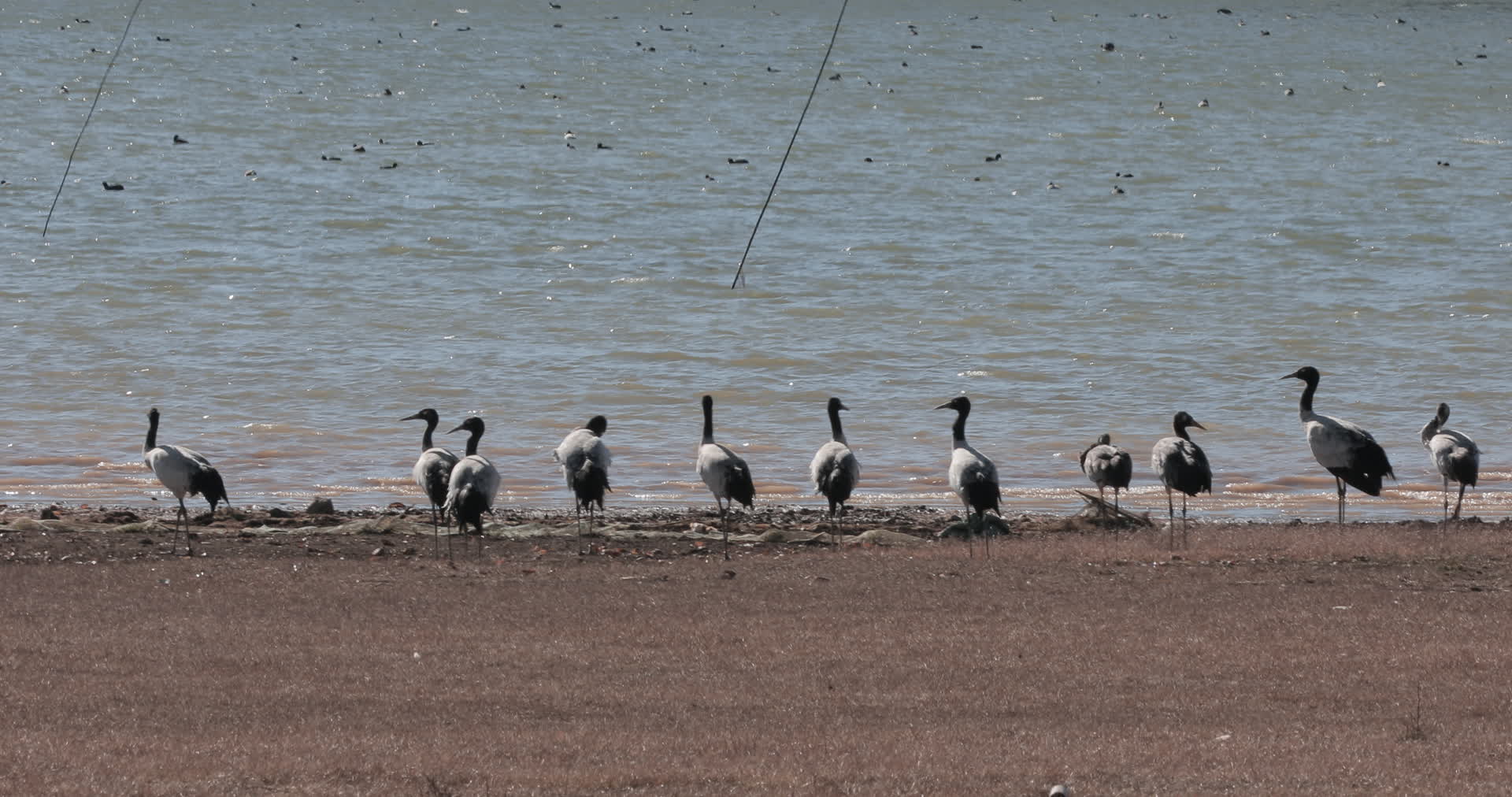 国家一级保护动物黑颈鹤觅食视频的预览图