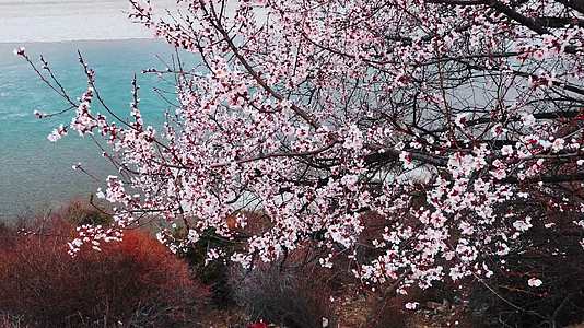 实拍西藏林芝尼洋河旁盛开的野桃花视频的预览图