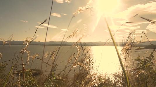 4K实拍夕阳下的海边草丛视频的预览图