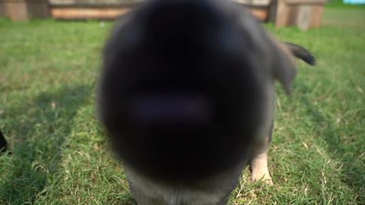 狗中华田园犬狗安逸的闲暇视频的预览图
