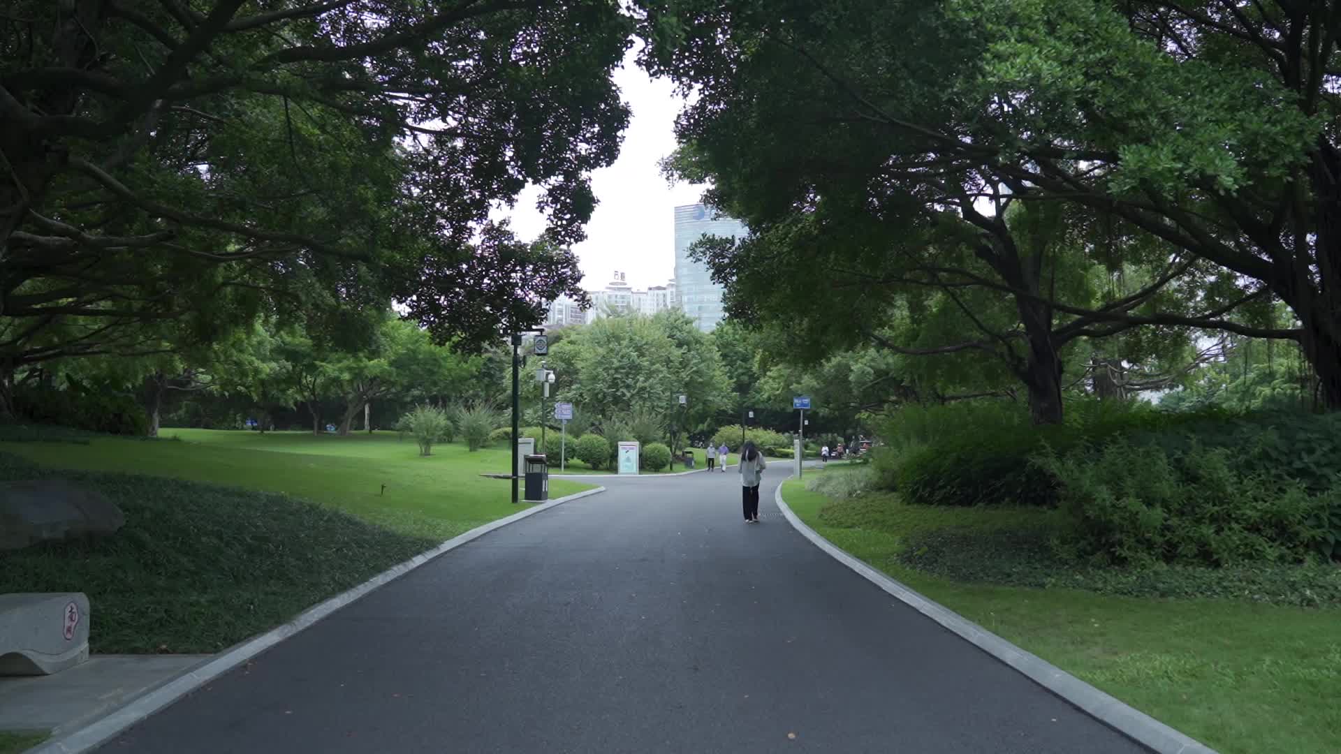 南宁南湖公园大树视频的预览图