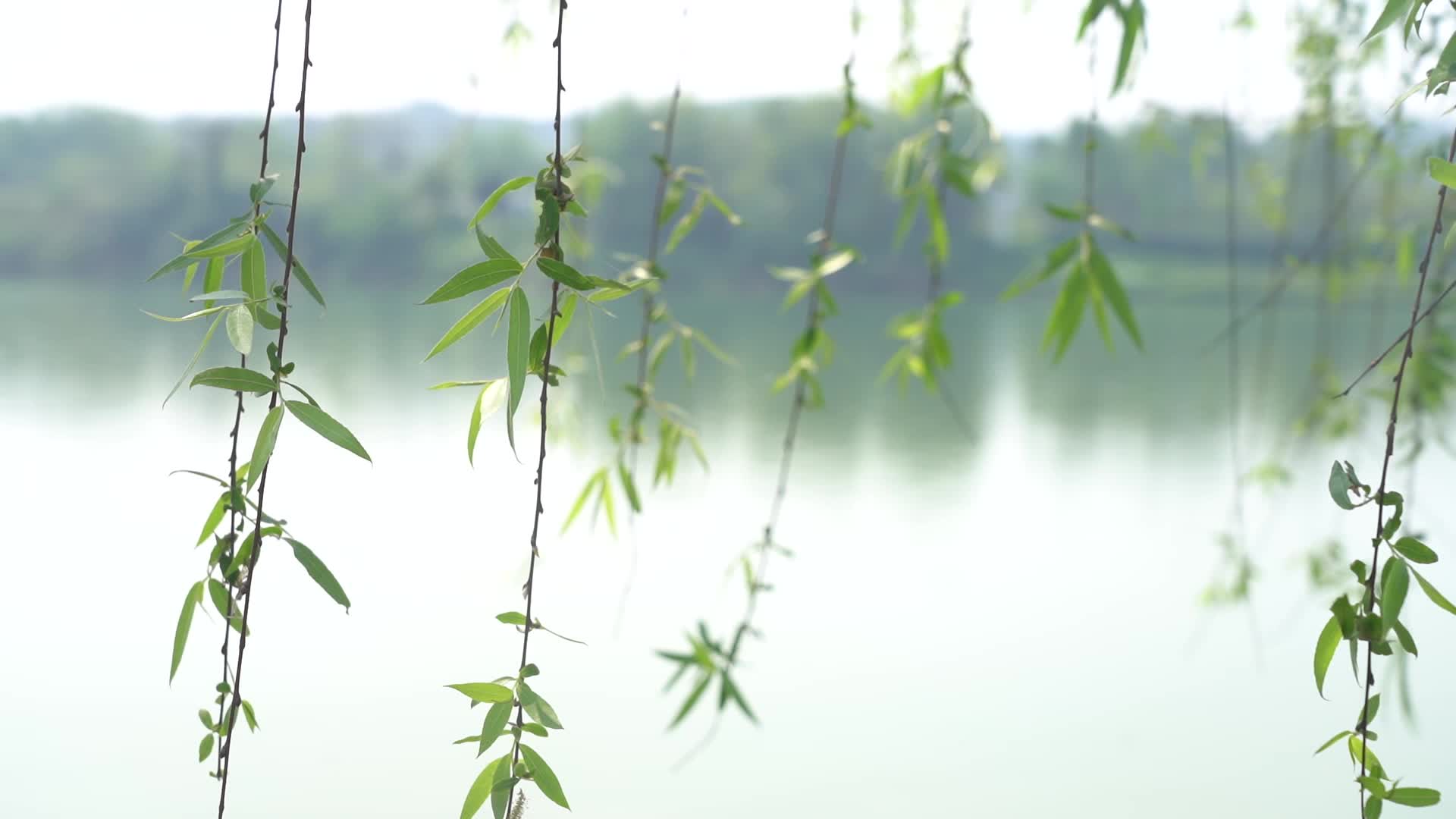 江边柳叶柳树视频的预览图