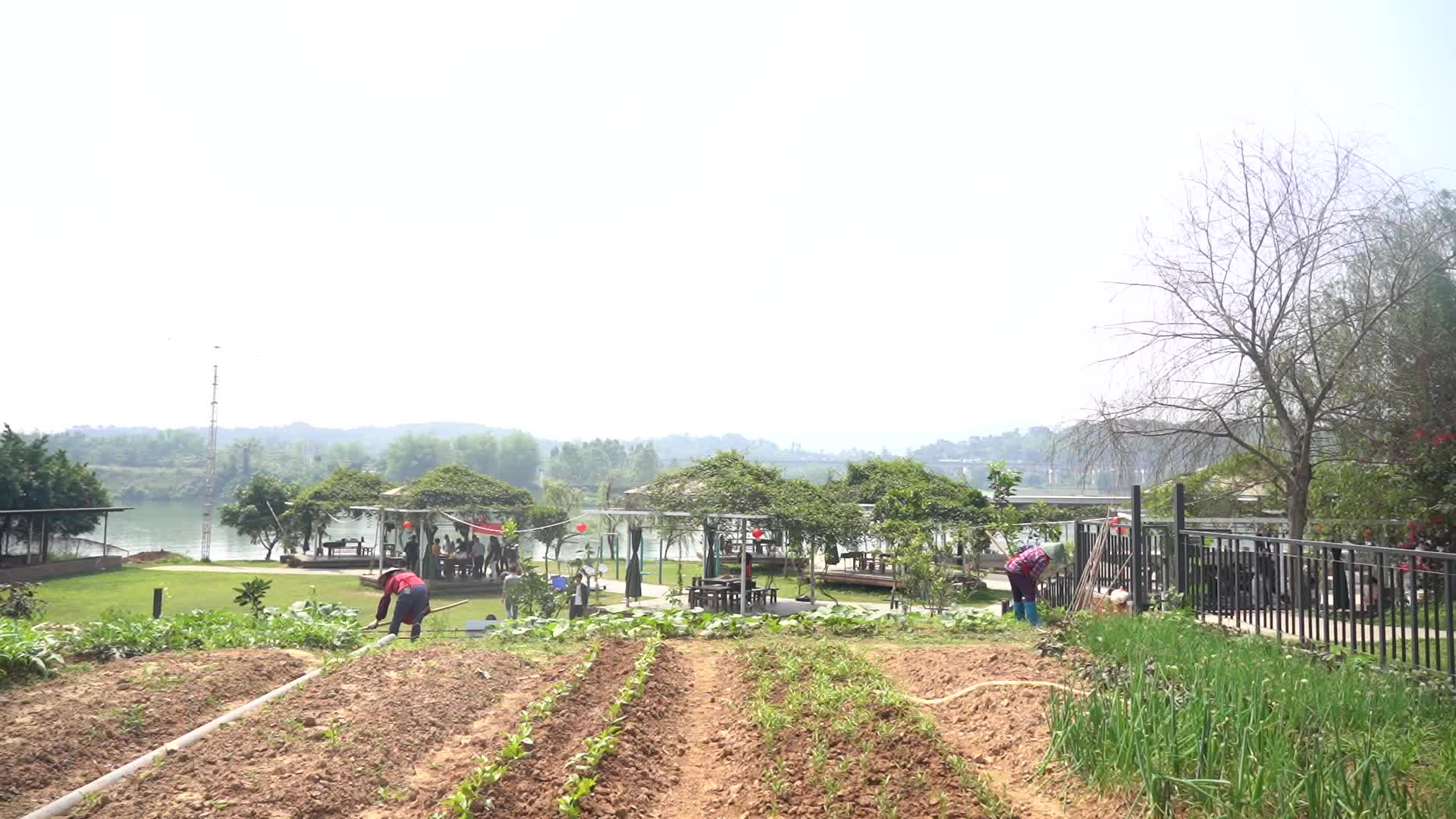 农民灌溉种植浇菜视频的预览图