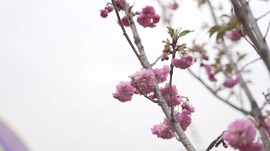 桃花浇水桃花林桃花山视频的预览图