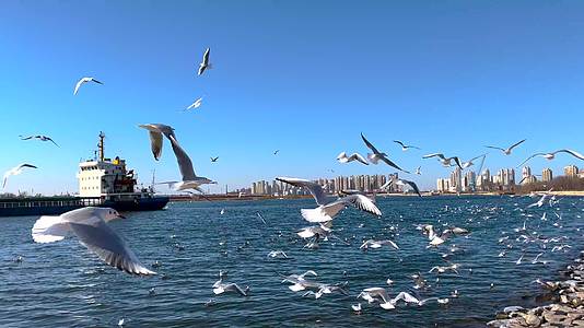 天津滨海新区老码头成群的海鸥视频的预览图