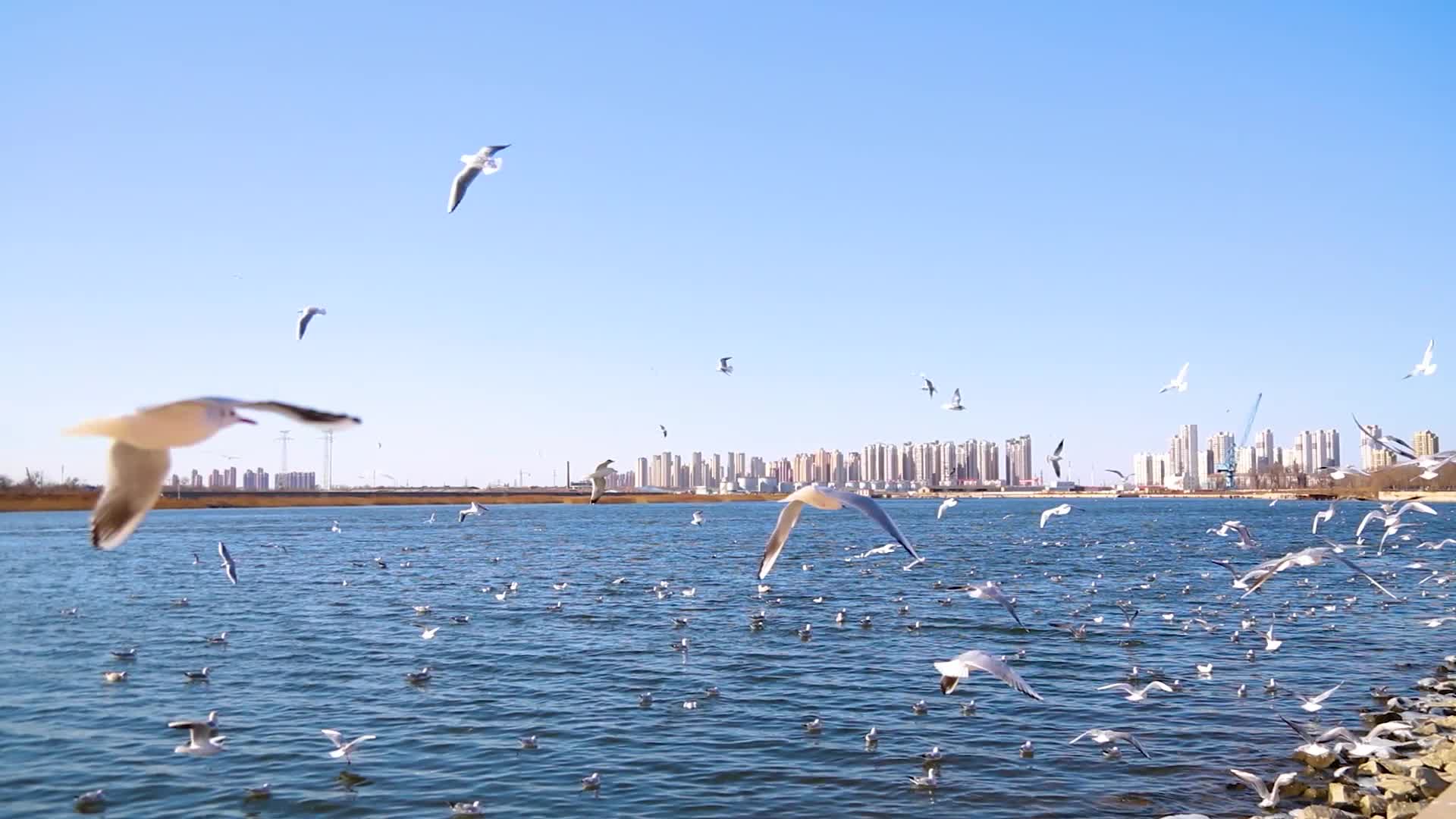 天津滨海新区老码头成群的海鸥视频的预览图