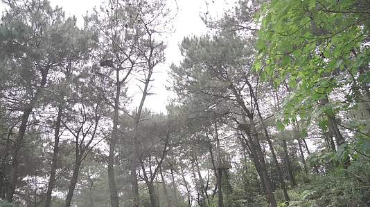 森林树林树大树视频的预览图