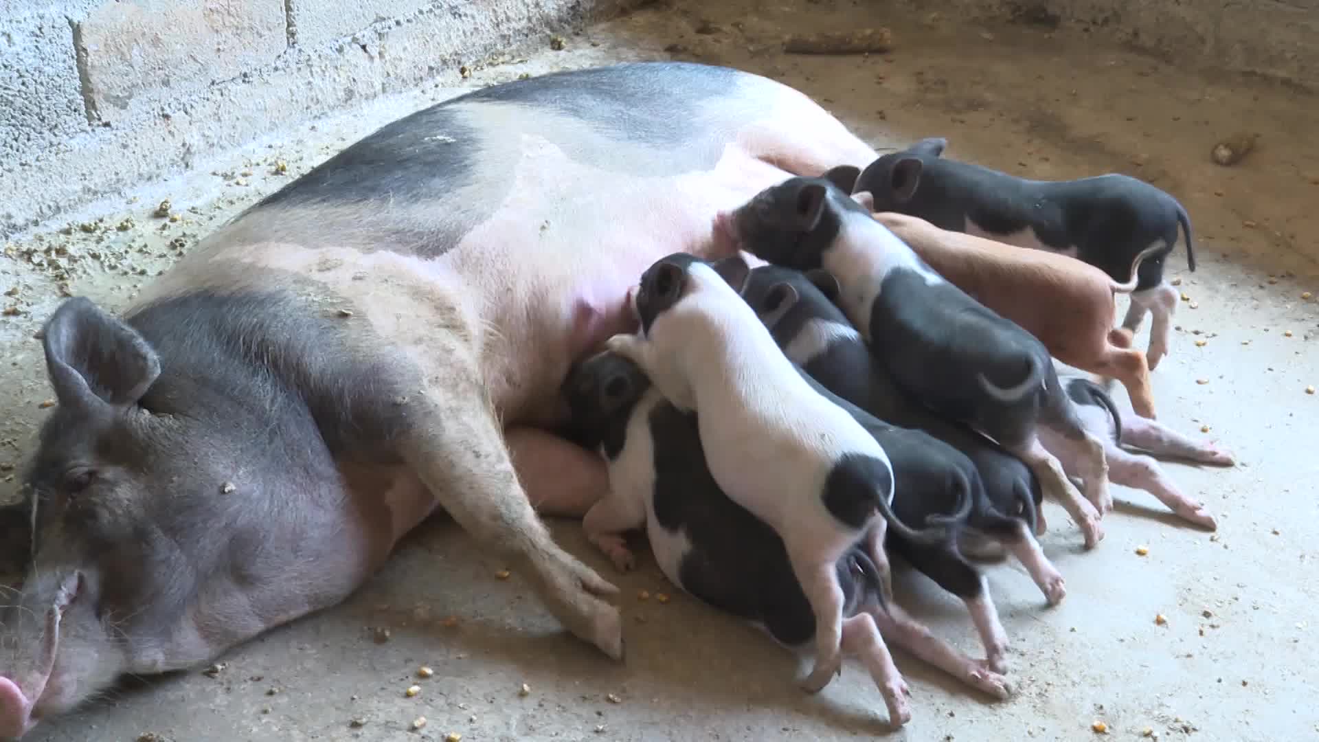 乳猪小猪猪养殖香猪视频的预览图