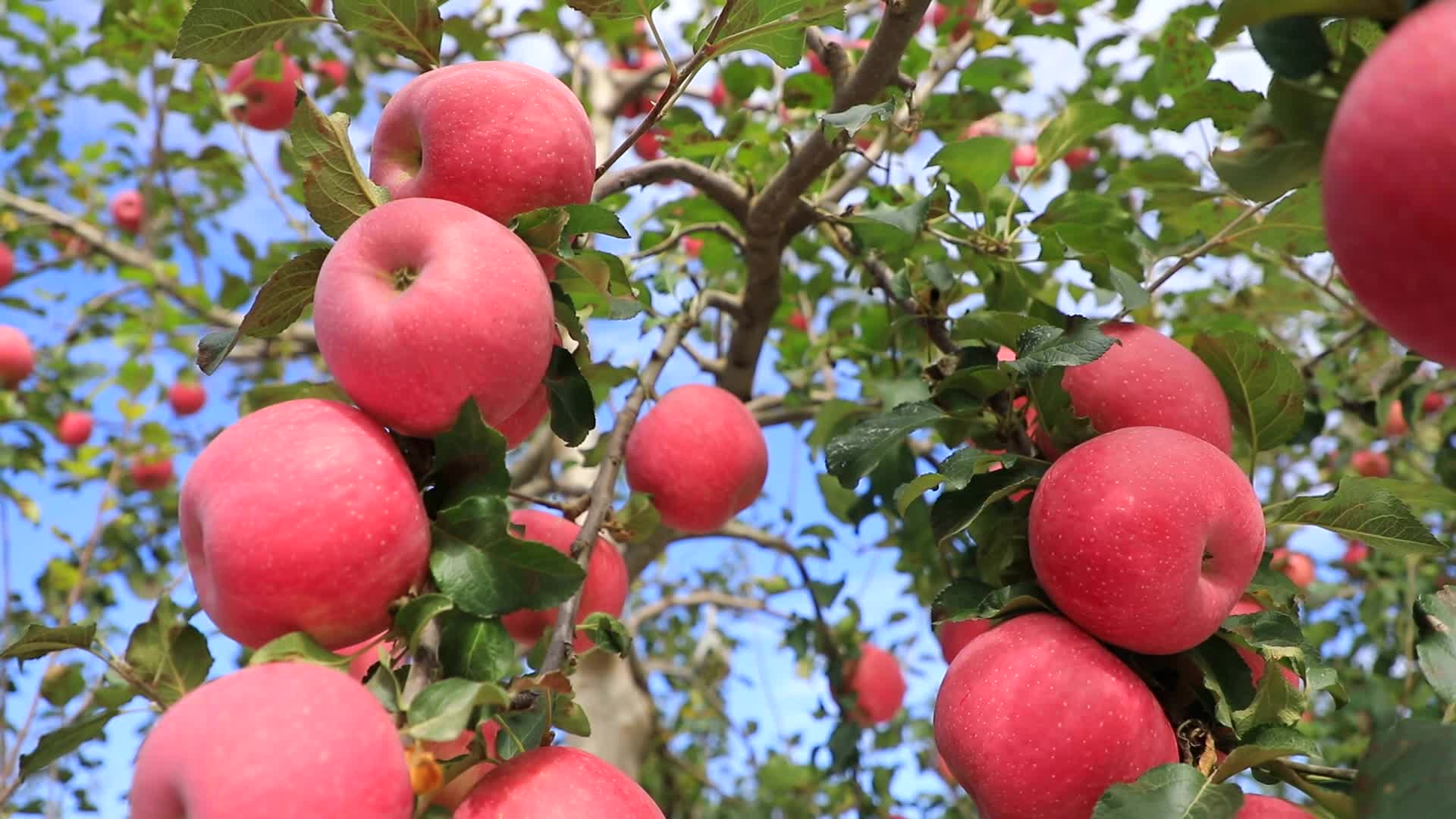 苹果果园实拍视频的预览图